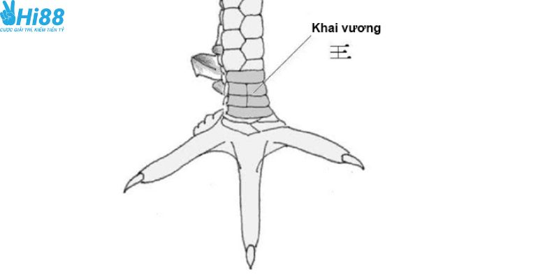 Giới thiệu thông tin về vảy chiến kê khai vương