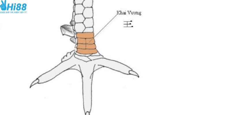 Đánh giá sức mạnh về vảy chiến kê khai vương