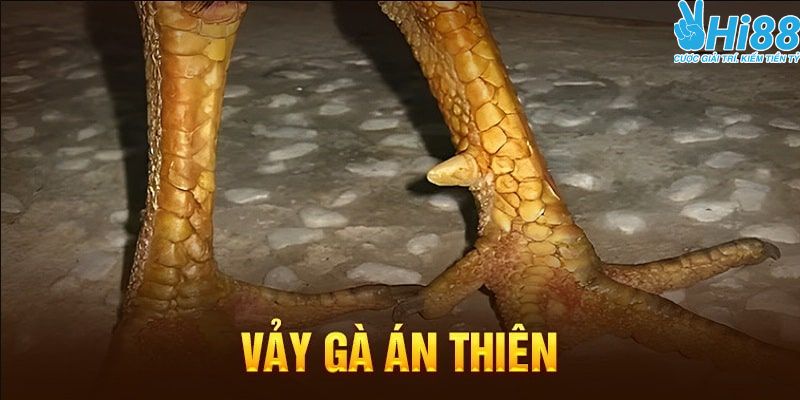 Tìm hiểu gà có vảy án thiên là gì?