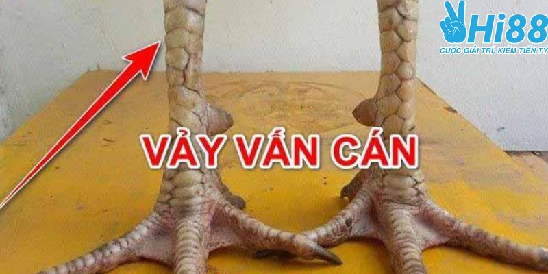 Khái niệm về vảy vấn cán